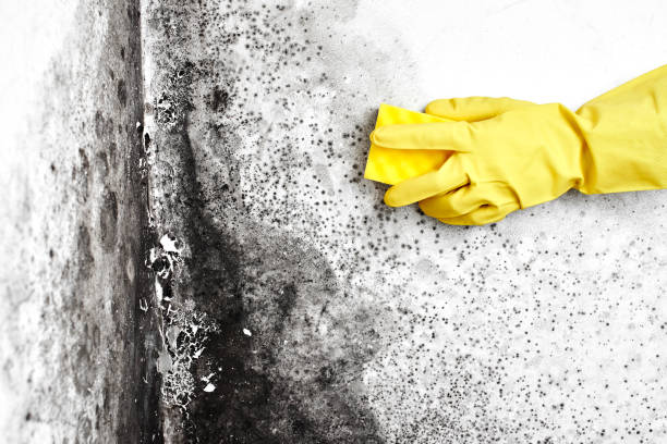 Best Mold Remediation  in Riverside, MD