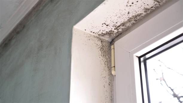 Best Professional Mold Removal  in Riverside, MD