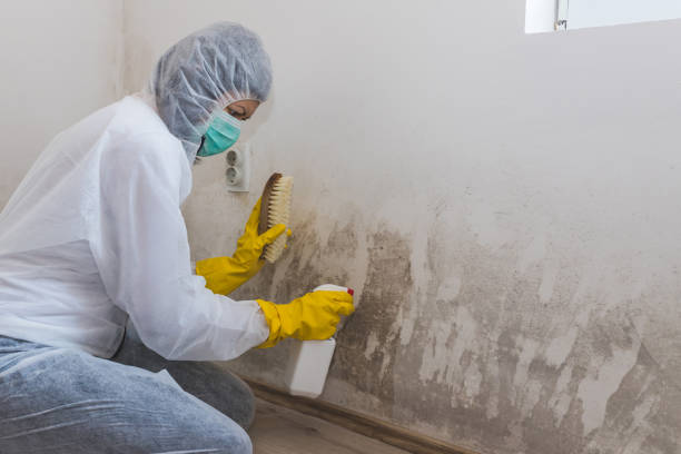 Best Attic Mold Removal  in Riverside, MD
