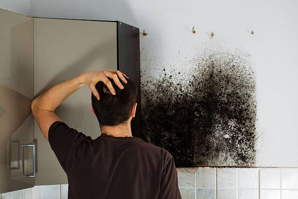 Best Professional Mold Removal  in Riverside, MD