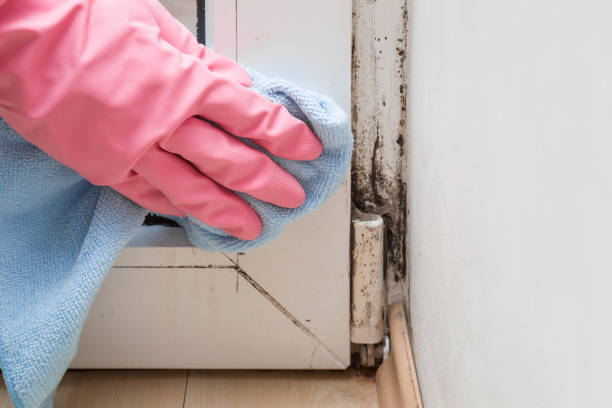 Best Home Mold Removal  in Riverside, MD